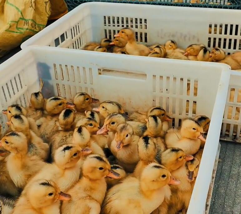 付店镇小鸭子