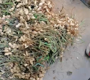 西江镇泥花生