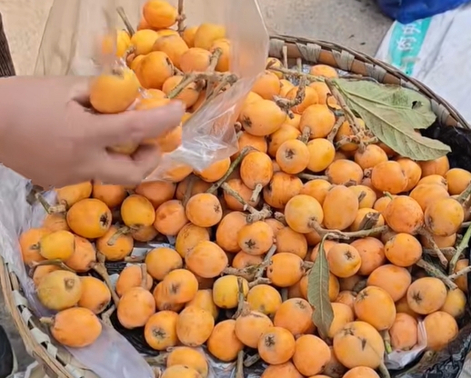 太平镇枇杷