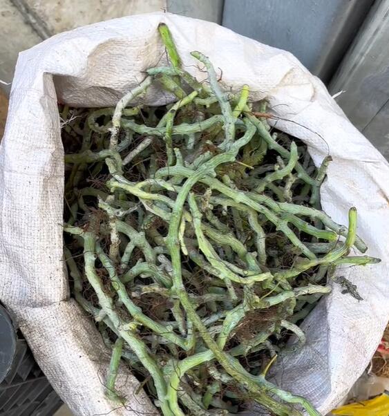 古木镇水龙骨