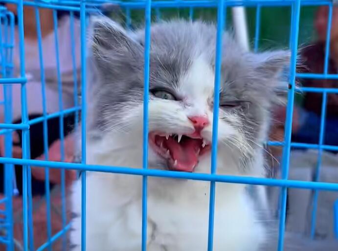 隆都镇宠物猫