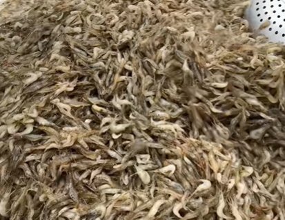 招贤镇小河虾