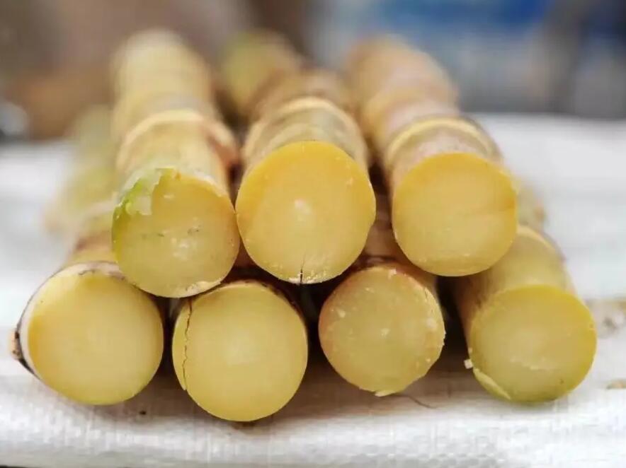 白沙黄皮甘蔗