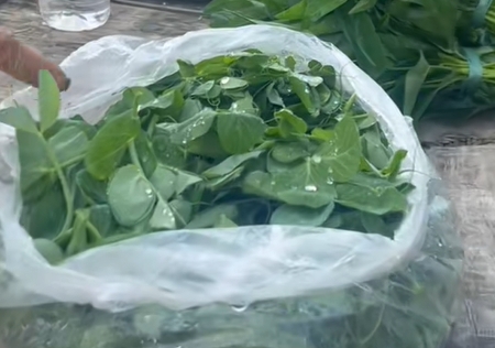 六所镇豌豆荚