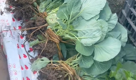 六所镇莲花白菜秧