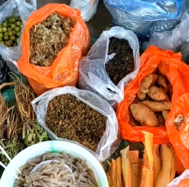 梅子镇种草药