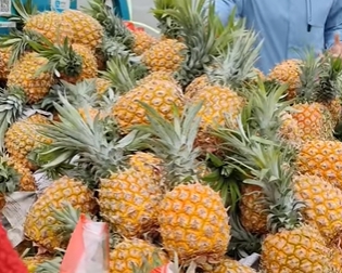 浦南镇菠萝