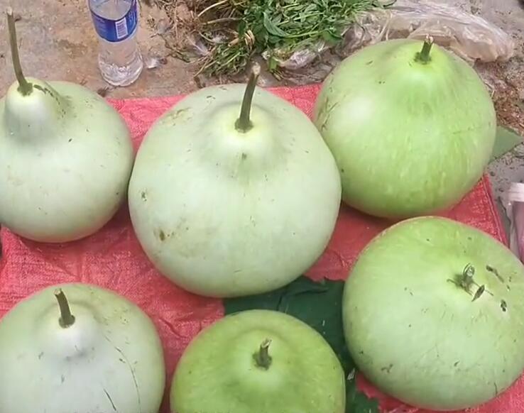 东瓜镇甜瓜