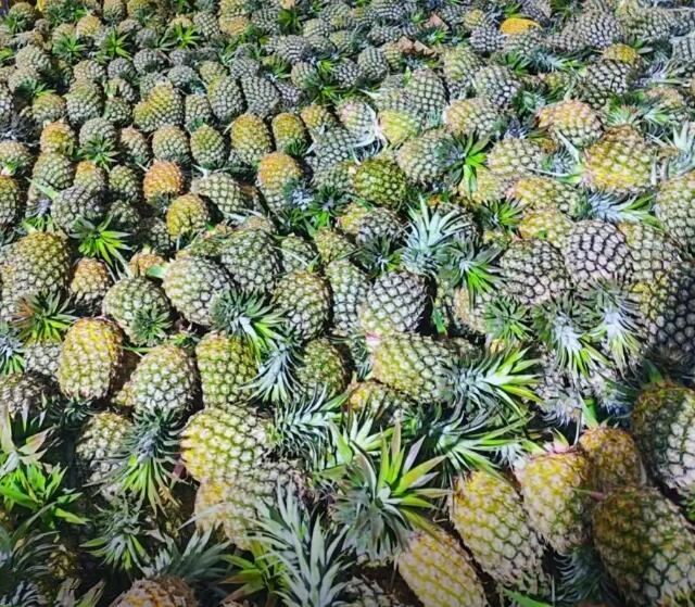 大致坡镇大致坡凤梨