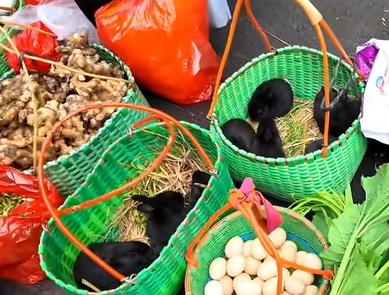 通贤镇小黑兔