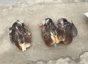 荆竹镇鸭子