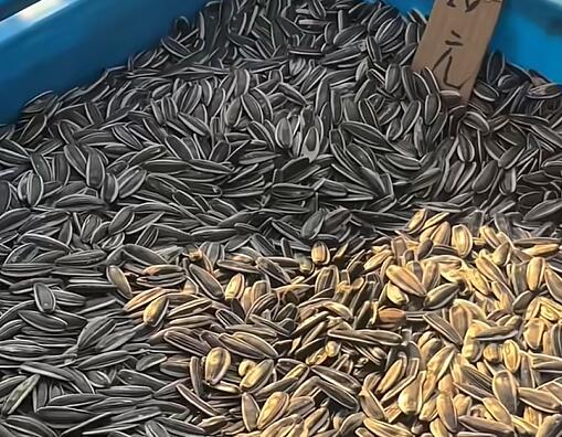 钦工镇瓜子