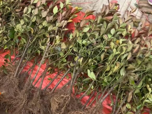 新城镇车厘子树苗