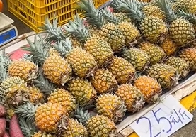 沙塘镇菠萝