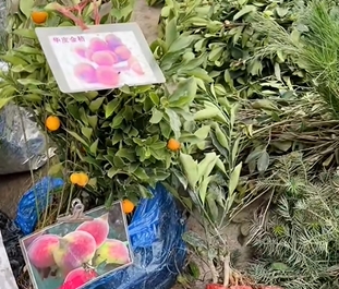 沙塘镇果树苗