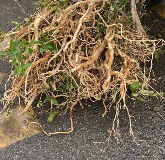 古港镇野生药材