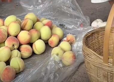 鼎新镇桃子