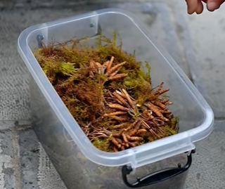 虎跳峡镇虫草