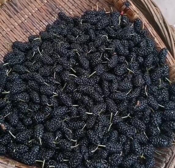 望龙镇桑葚