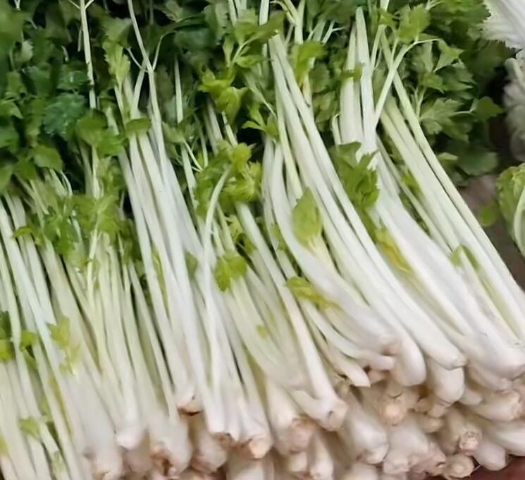 望龙镇芹菜