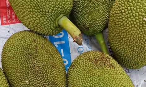 孟定镇菠萝蜜