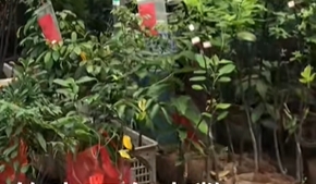 石埠街道花卉