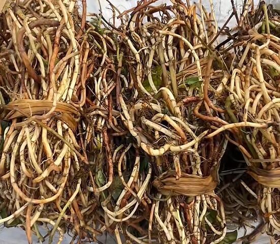 派潭镇鱼腥草