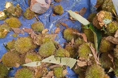 那桐镇板栗