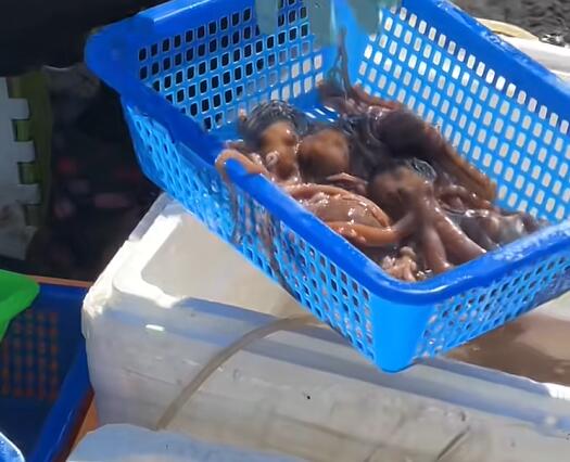 洋中镇海鲜