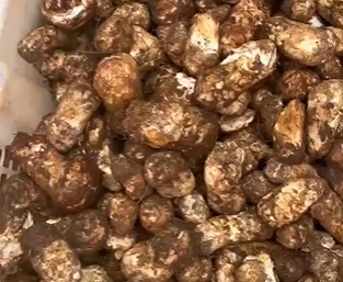 转龙镇松茸