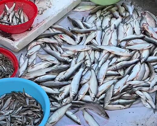 四股桥乡小溪鱼
