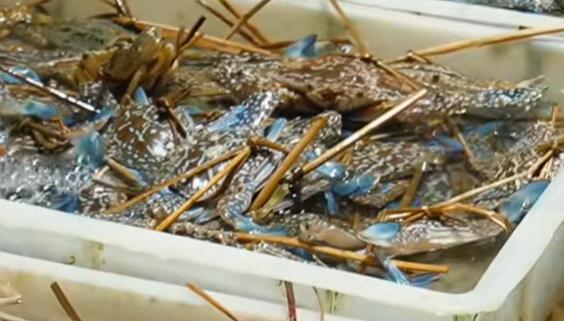 福成镇海鲜
