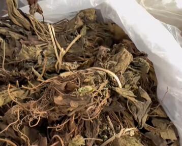 大兴乡中草药
