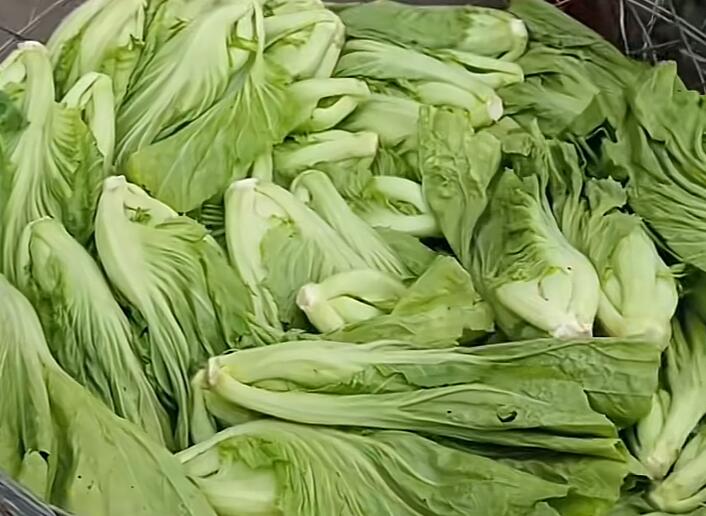 坦洲镇青菜