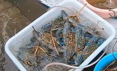 犀牛脚镇蓝花蟹