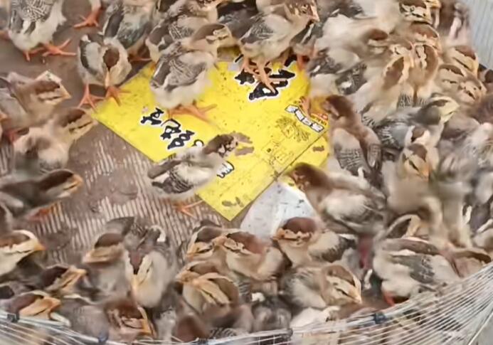 石壁镇鸡崽