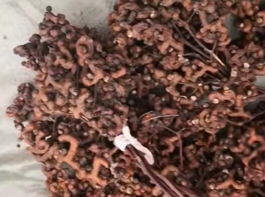 麦架镇鸡脚爪