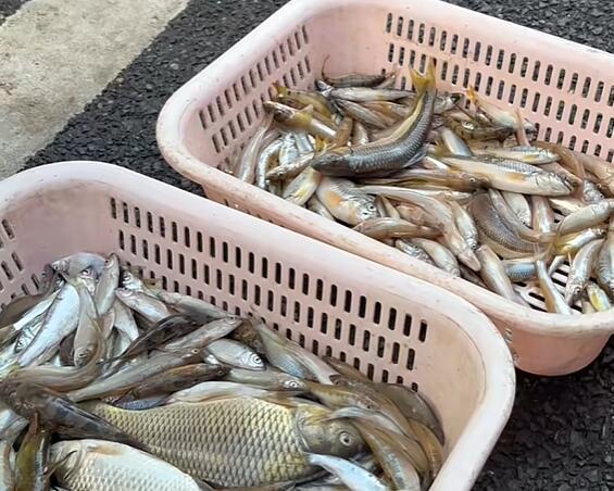 碧溪镇河鱼