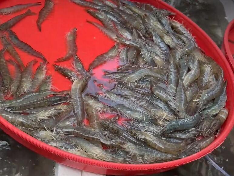荣山镇大虾