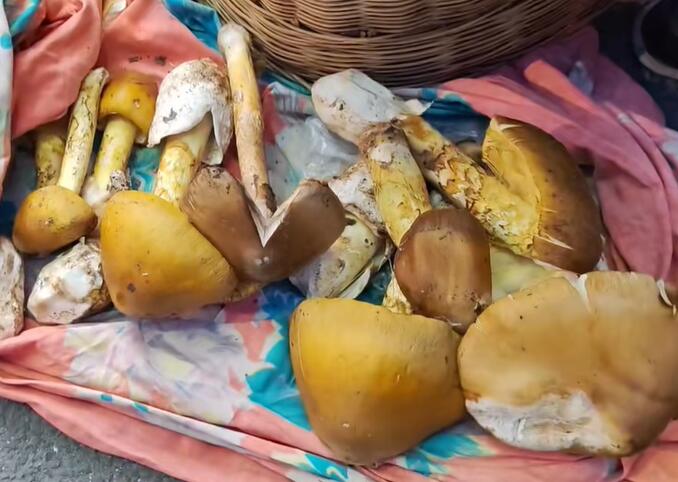 美兴镇鸡枞菌