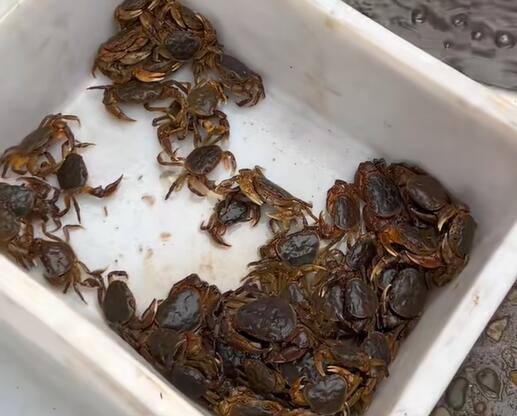 河舒镇土螃蟹