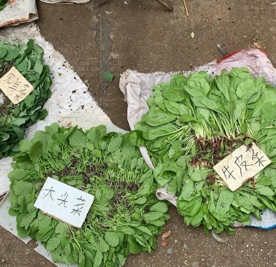 新店镇集市上的菜苗