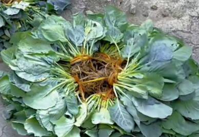 长滩镇菜秧