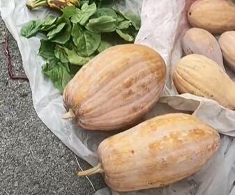 青羊镇老南瓜