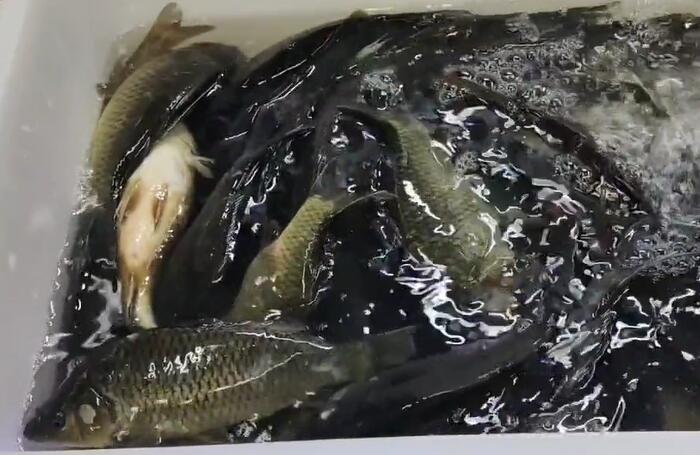 谢家湾街道鲤鱼