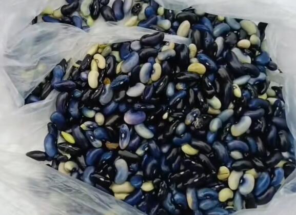 双河口镇四季豆米