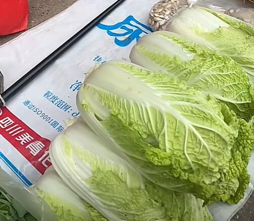 双桥镇白菜