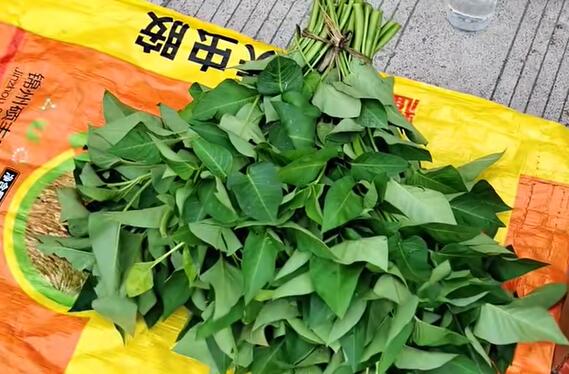 石门镇空心菜