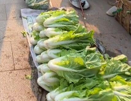 白沙镇白菜