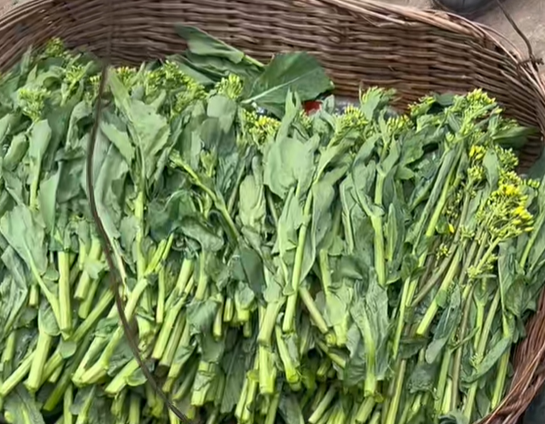 来苏镇菜苔